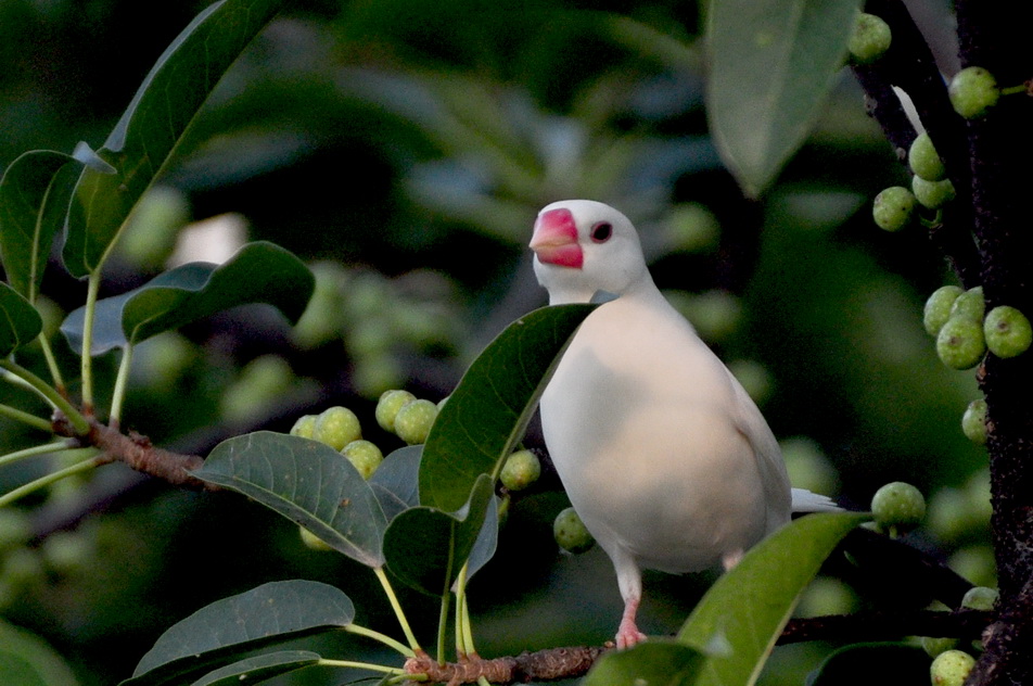 爪哇禾雀 - 福建版 Fujian 鸟网