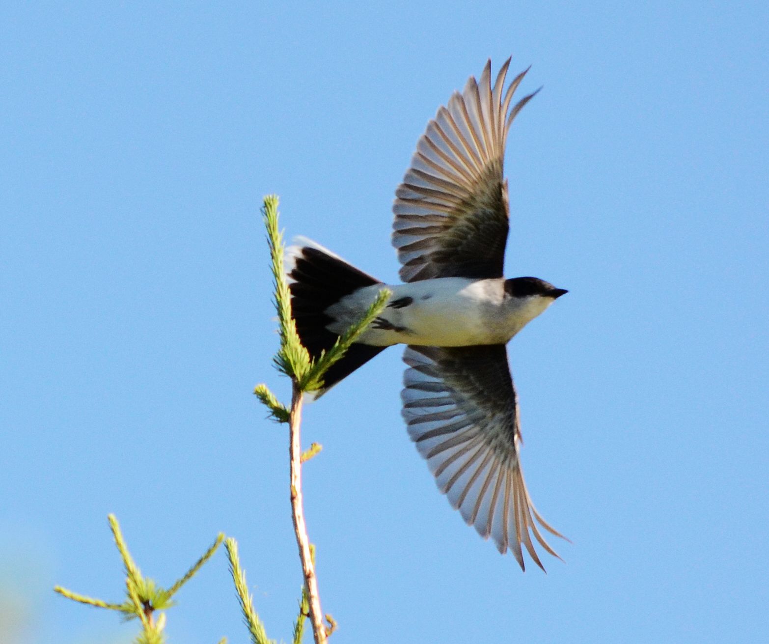极乐鸟(Eastern Kingbird)