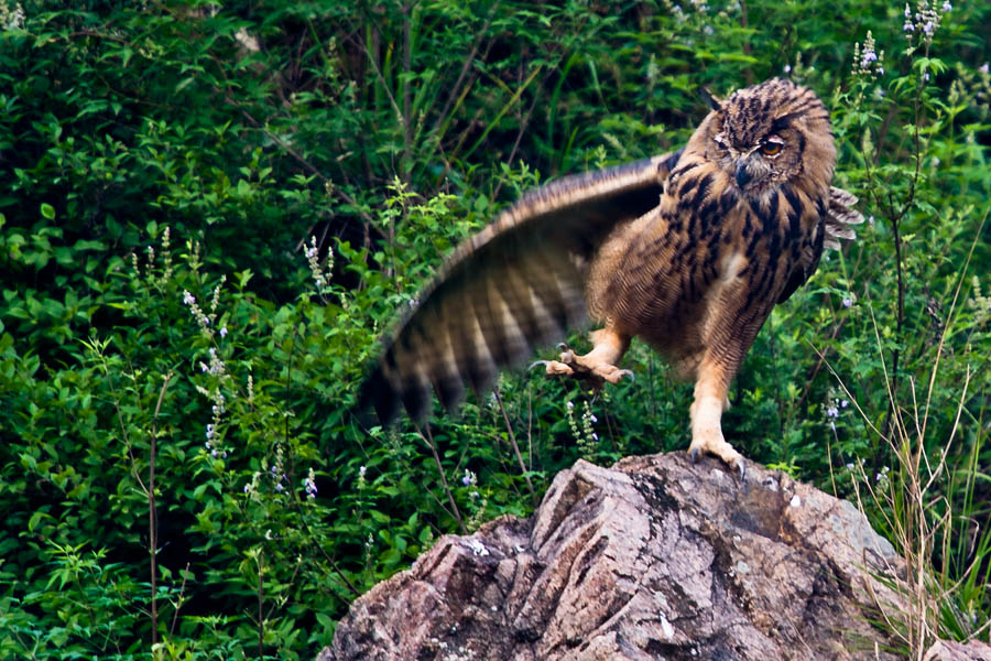 飞天猫(记北戴河的大猫) - 第8页 - 河北版 Hebei 鸟网