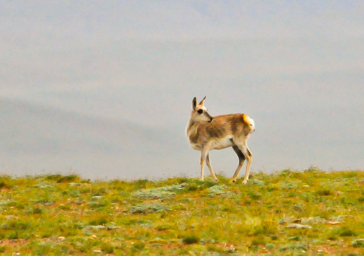 坚决捍卫国家动物保护法!坚决抵制狩猎枪声在