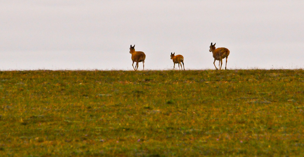 坚决捍卫国家动物保护法!坚决抵制狩猎枪声在