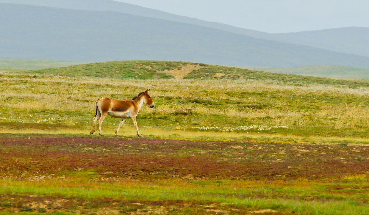 坚决捍卫国家动物保护法!坚决抵制狩猎枪声在