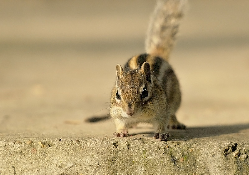  Exploring What Wild Animals Can Be Pets: A Guide to Unique Companionship