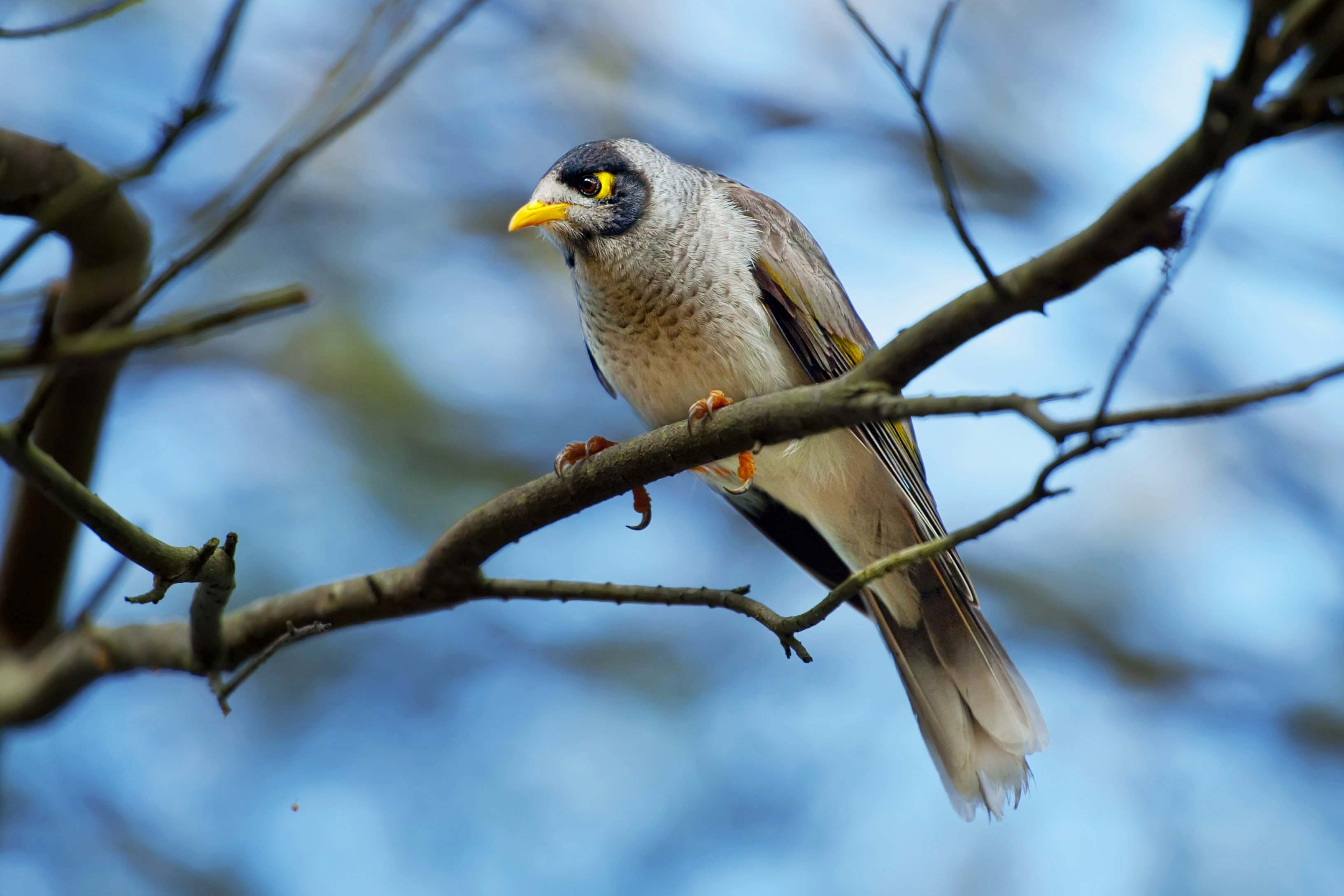 ~ ~ 黑 头 矿 鸟 ~ ~ (澳洲游) - 广东版 Guangdong 鸟网