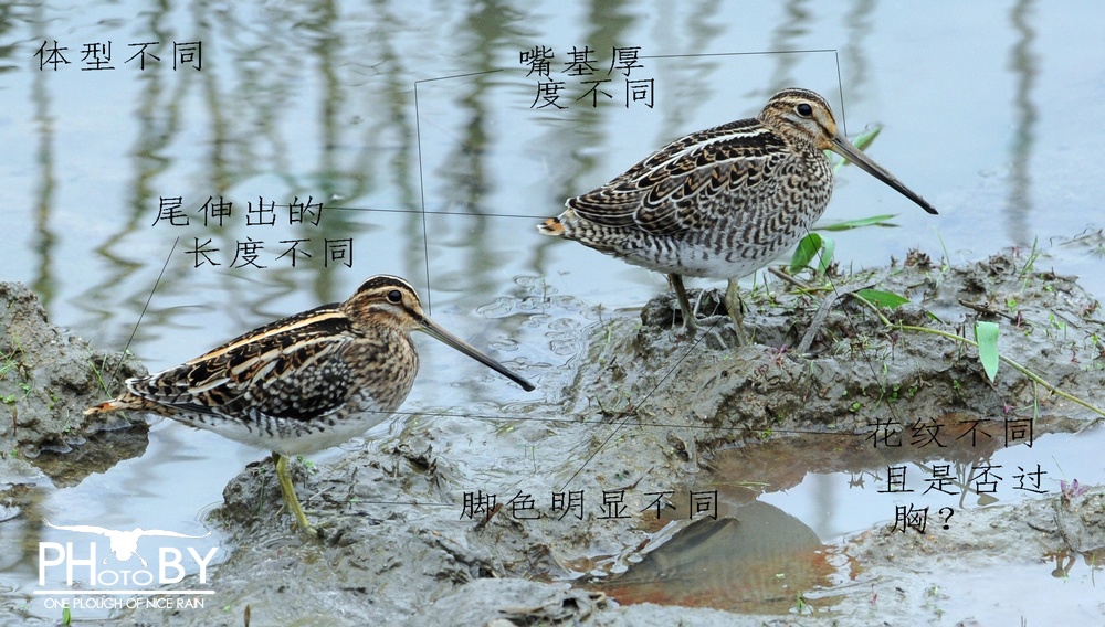 沙锥pk(有疑似澳南沙锥)