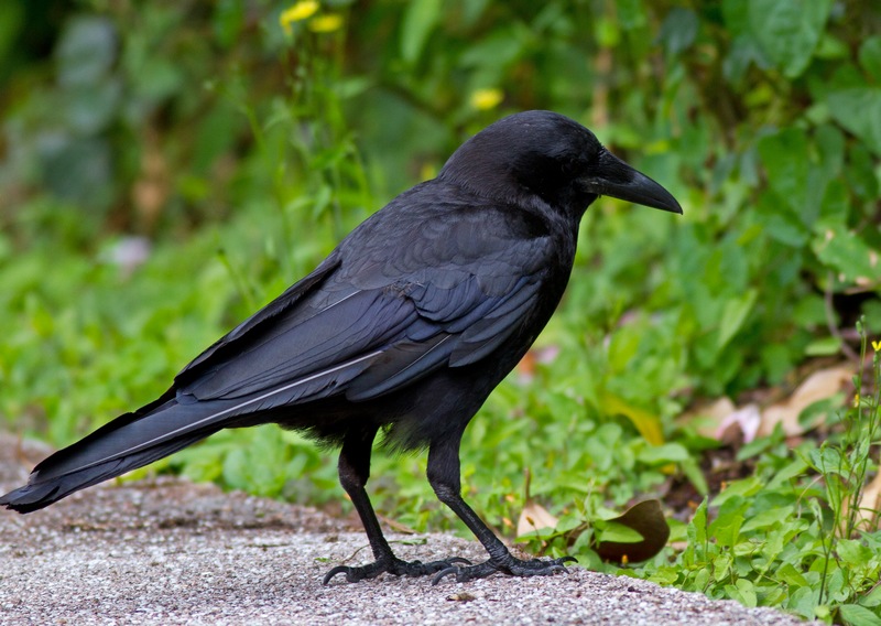 天下老鸹一样黑-短嘴乌鸦(american crow)