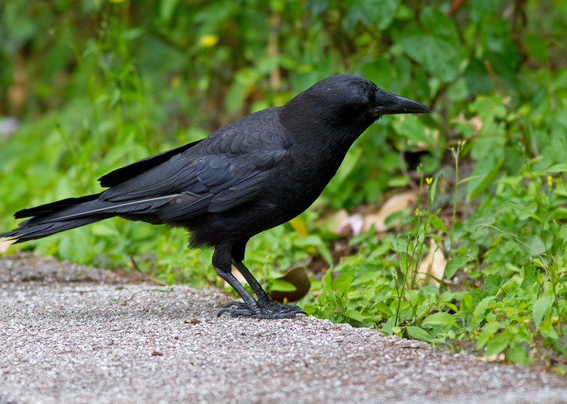 天下老鸹一样黑---短嘴乌鸦(american crow)