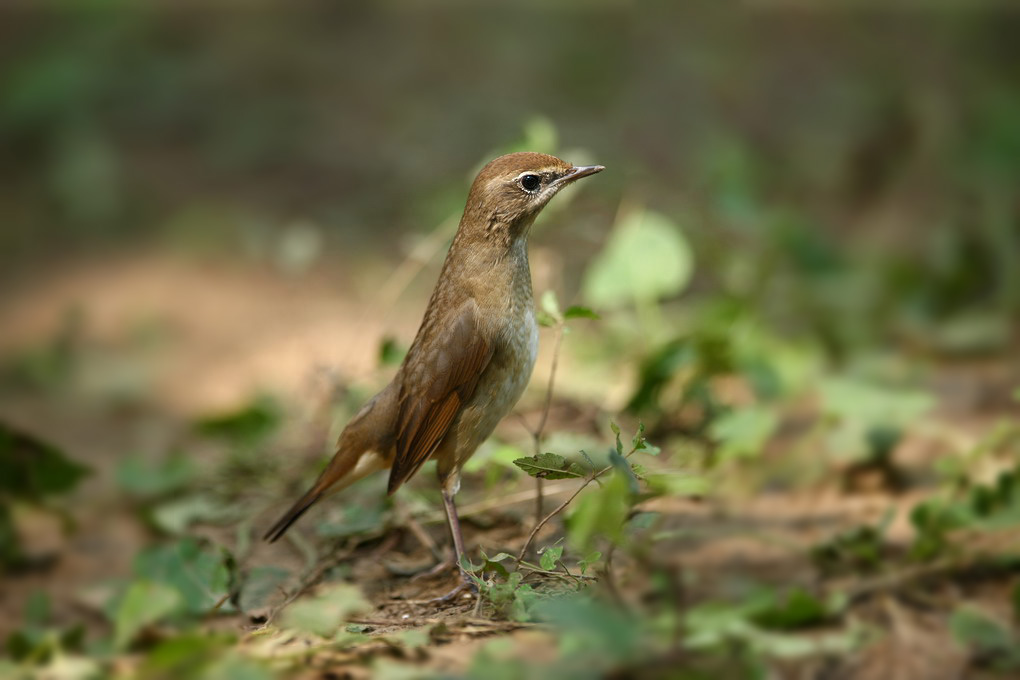 红喉歌鸲--望穿秋眼 - 北京版 Beijing 鸟网