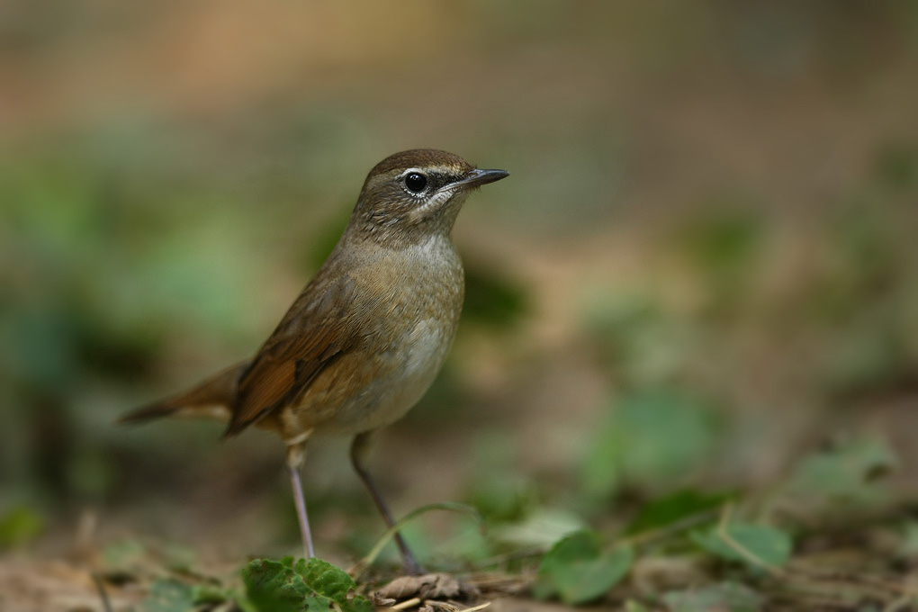 红喉歌鸲--望穿秋眼 - 北京版 Beijing 鸟网