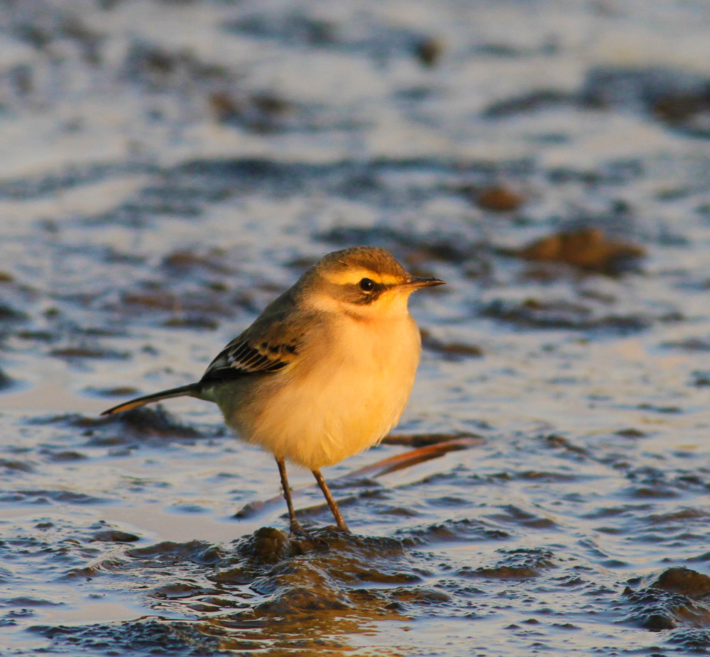 这是什么鸟 - 辽宁版 Liaoning 鸟网