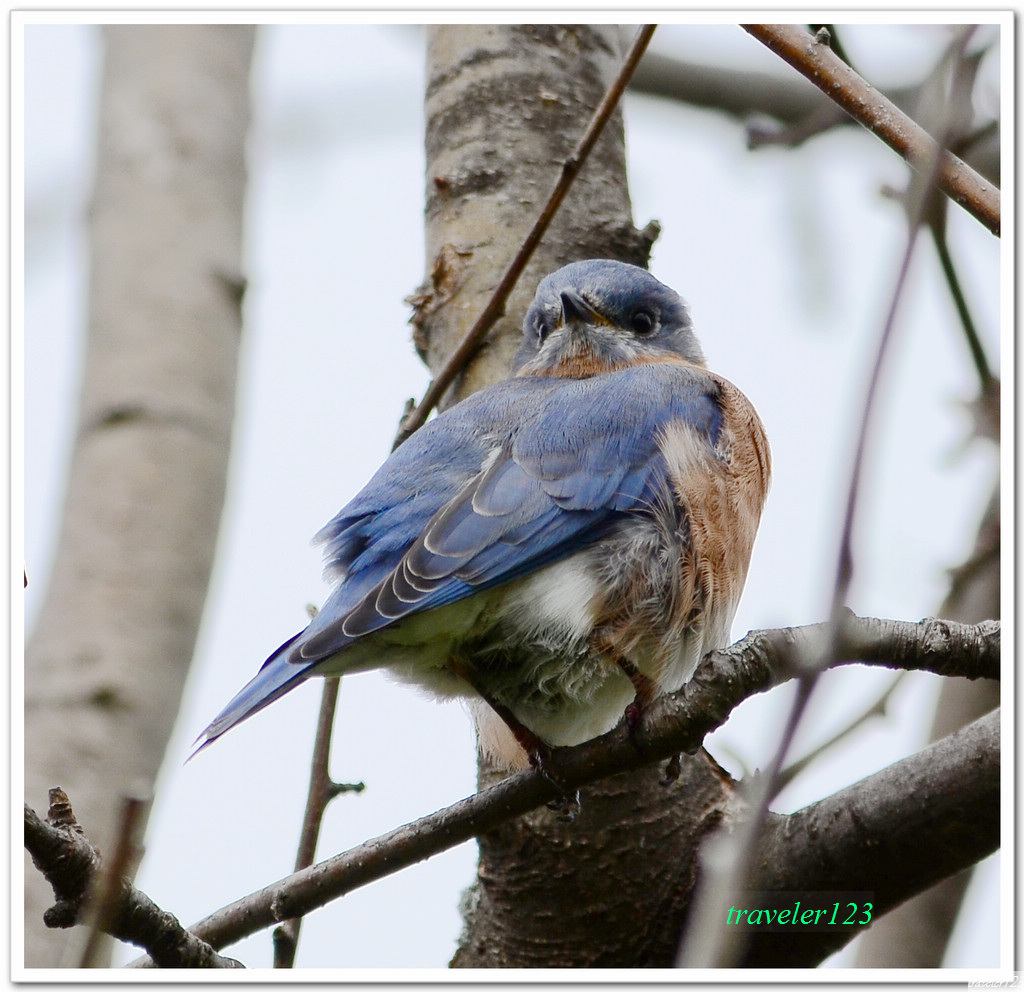 bluebird是什么意思 7415421873787.jpg