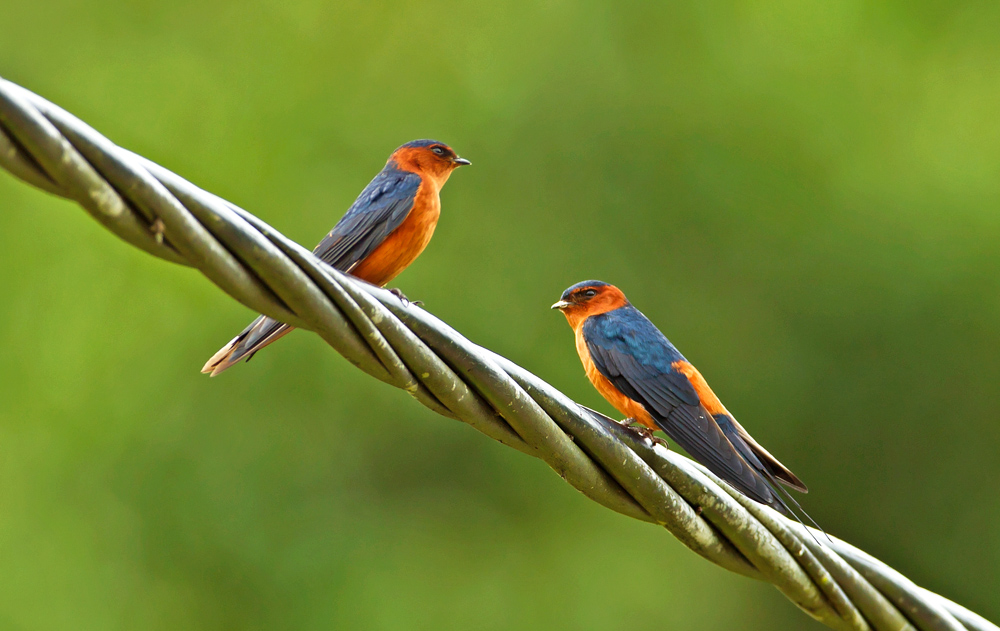 (小凤头树燕)小燕子穿花衣(有添加)