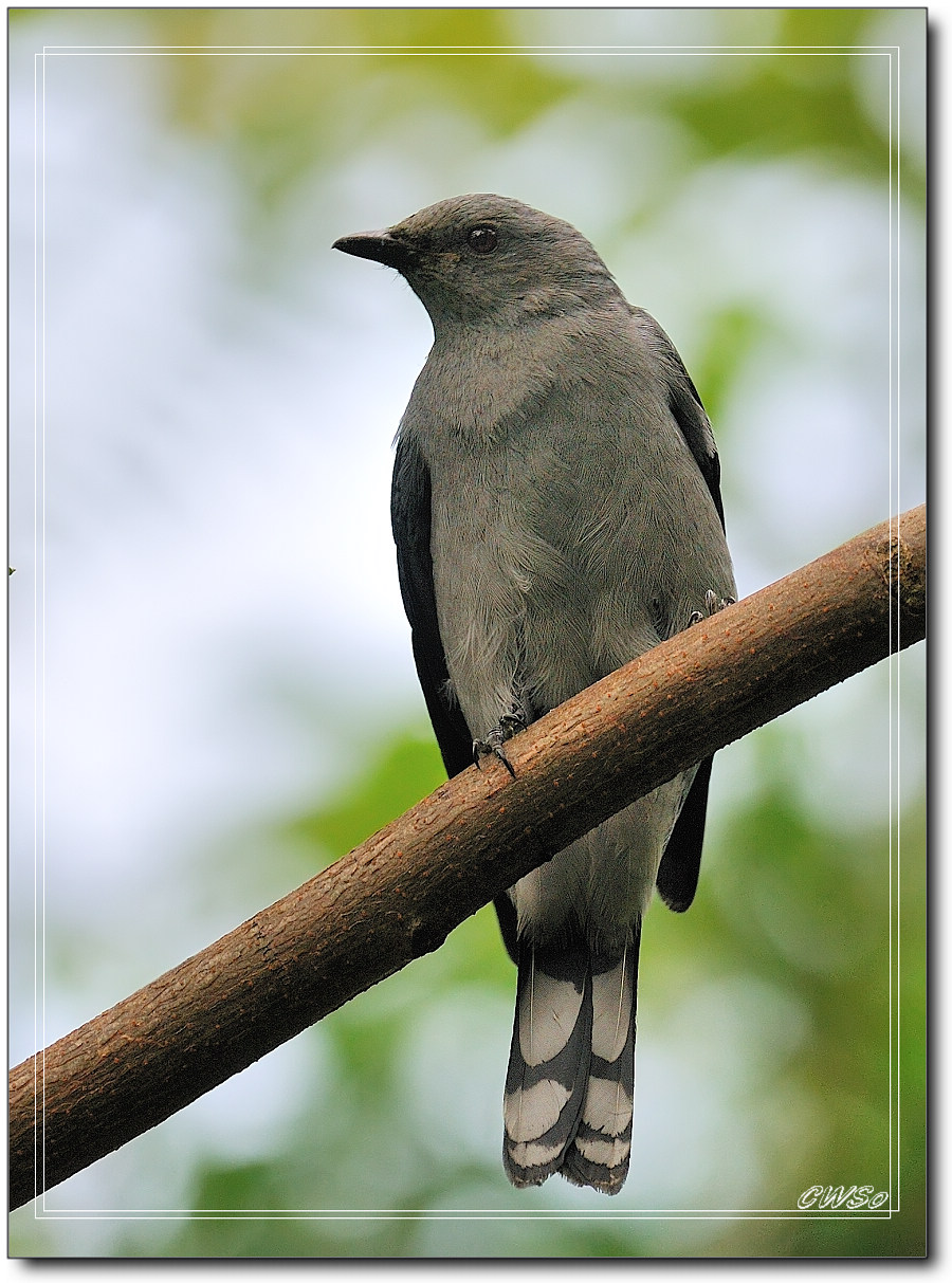 暗灰鹃鵙blackwingedcuckooshrike