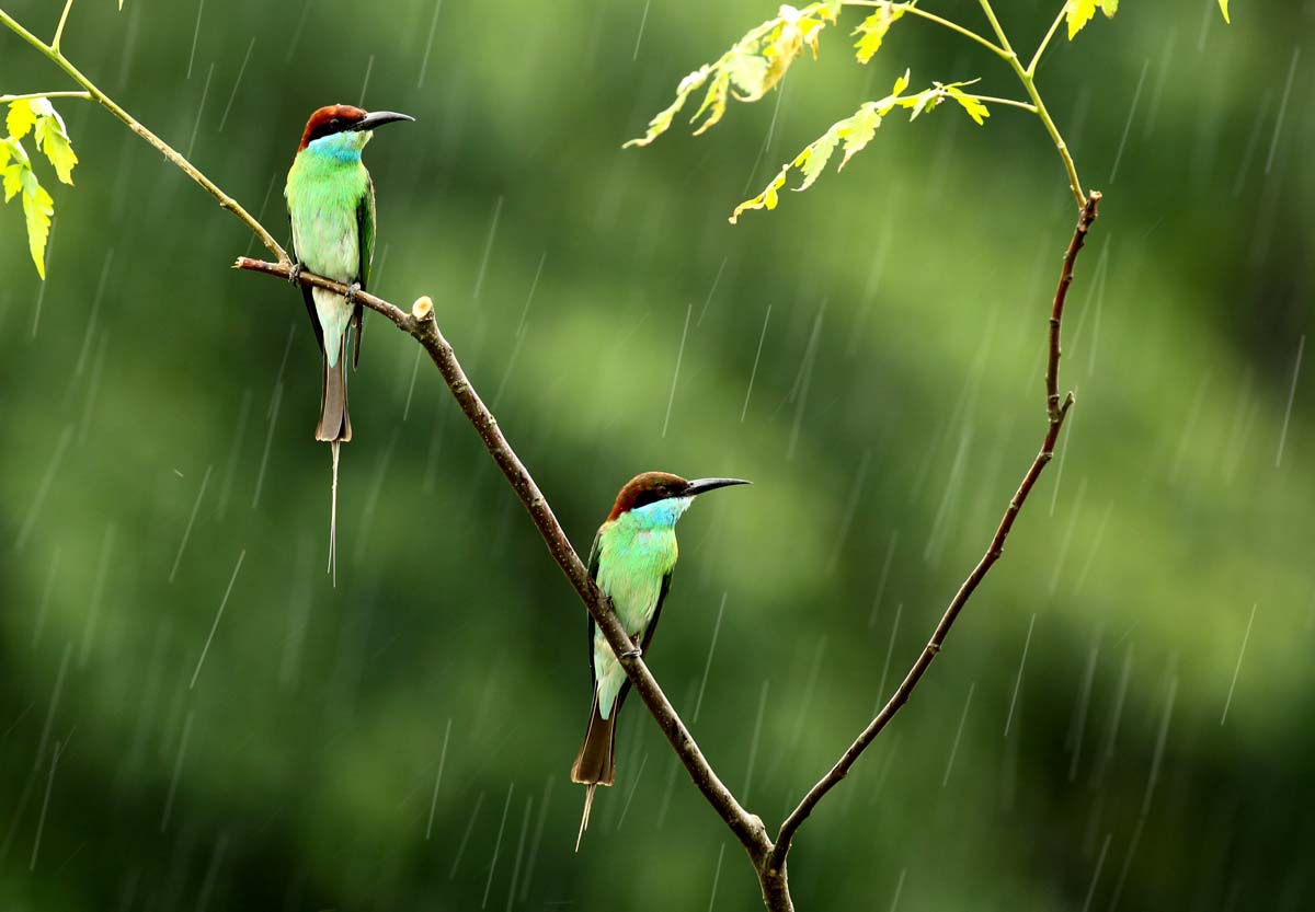 相思风雨中--雨中蜂虎