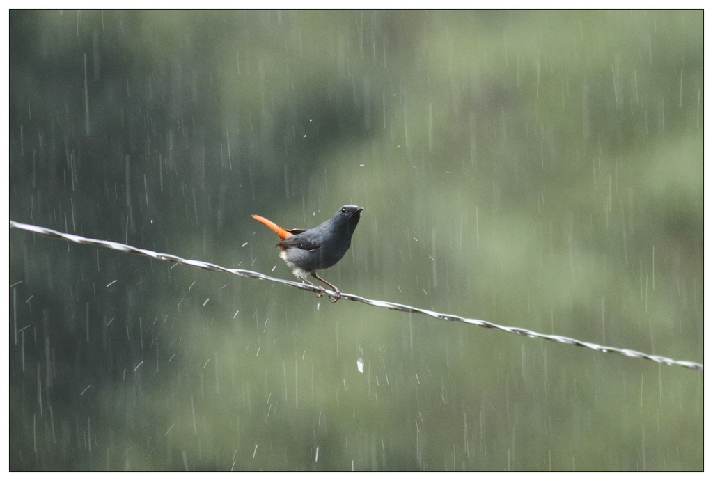 雨中图片