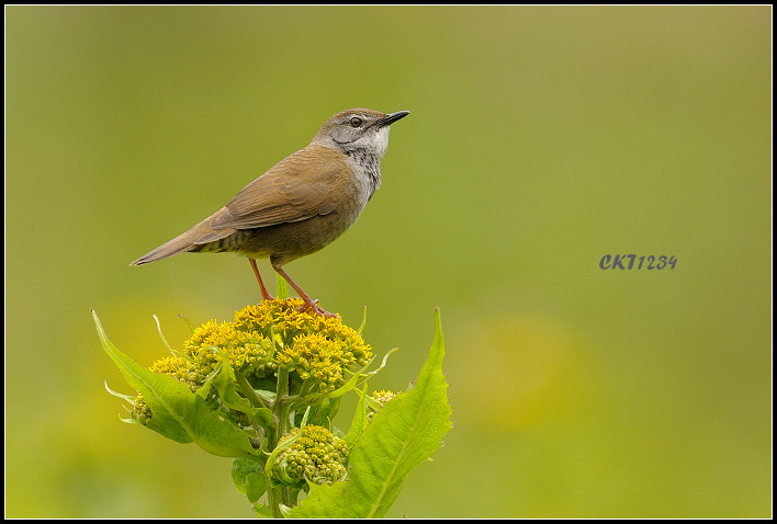 鸟的知识 看图识鸟600