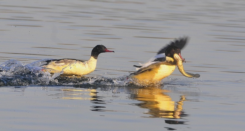 颐和园普通秋沙鸭吃鱼 - 北京版 Beijing 鸟网
