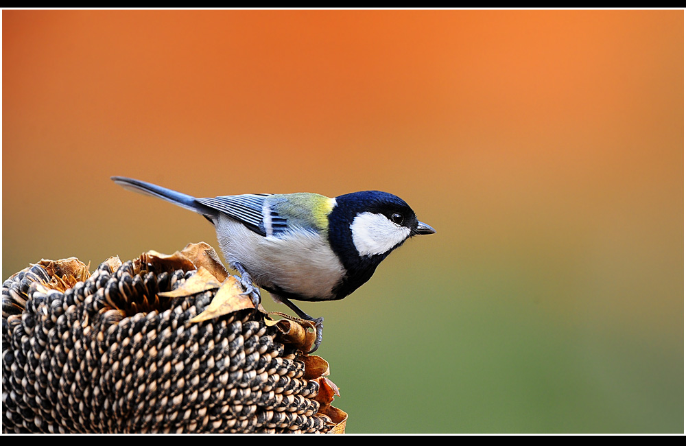 鸟的知识 看图识鸟600