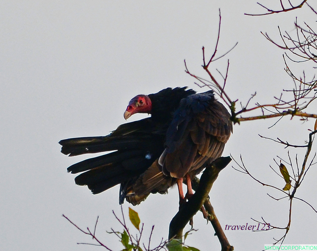 红头美洲鹫(turkey vulture)