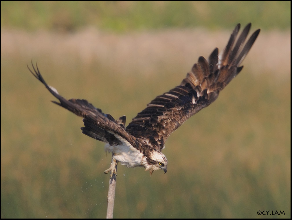 渔鹰(鹗) osprey