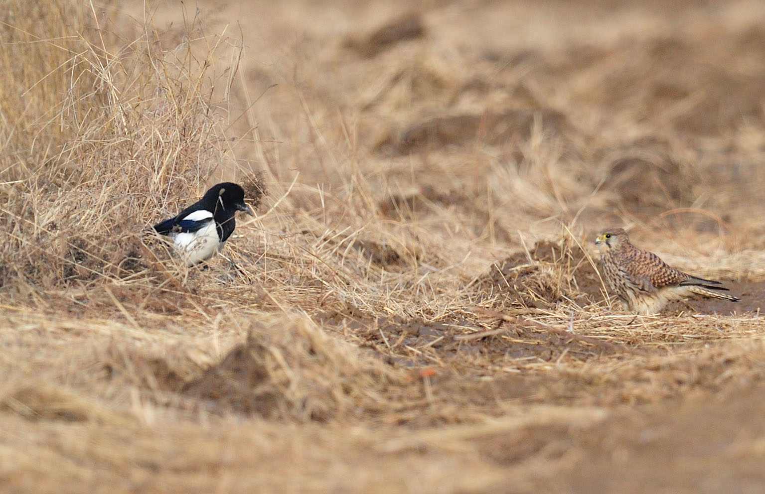 隼是什么意思中文 31935843719677.jpg
