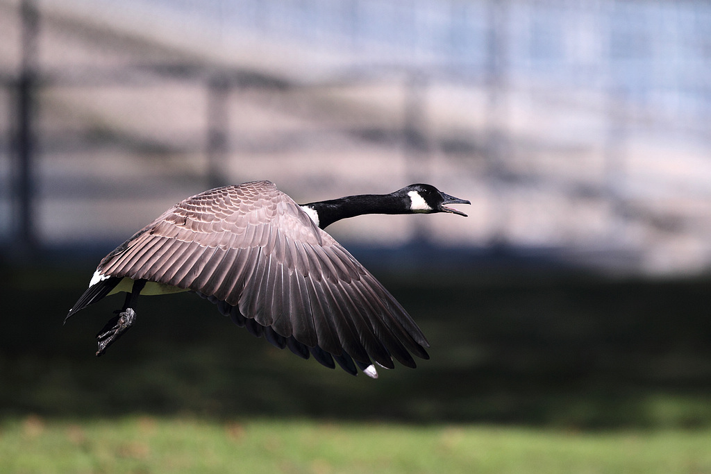 连拍,飞向彩虹的加拿大黑雁(Canada Goose) -