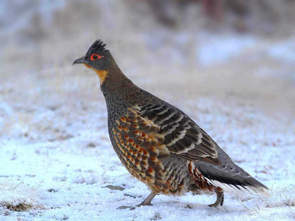 鸟的知识 看图识鸟600