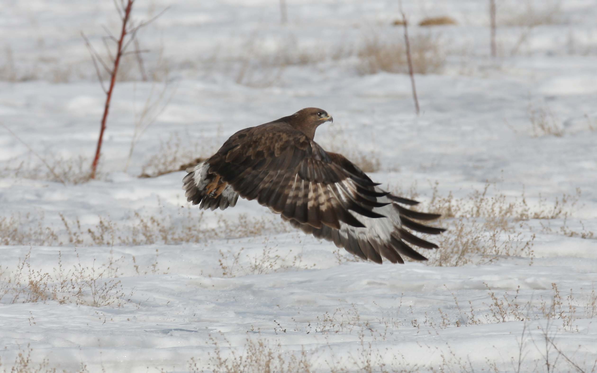 鵟鹰学名叫什么 37515609322624.jpg