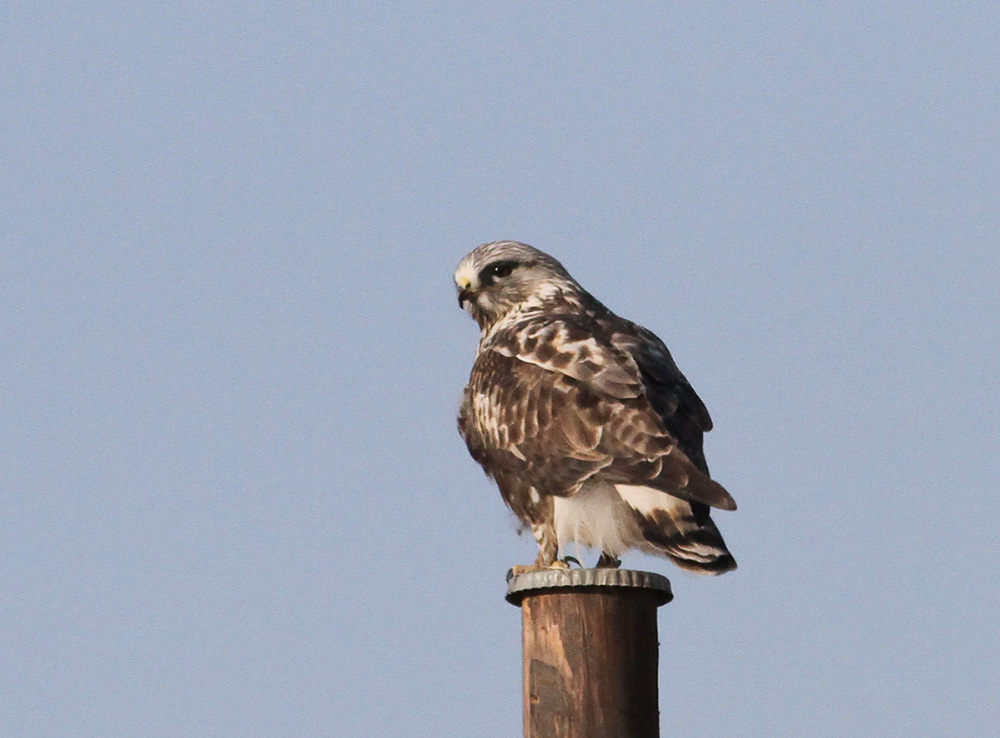 鵟与鹞的区别 8967571855106.jpg