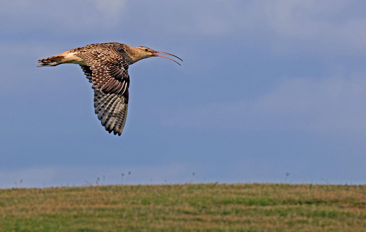 鬃腿杓鹬 - 湖北版 Hubei 鸟网