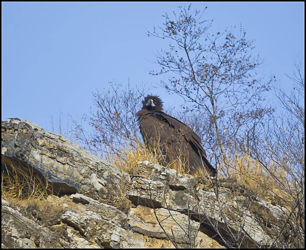 京郊秃鹫再现二《近距离拍摄发现羽毛丰满》 