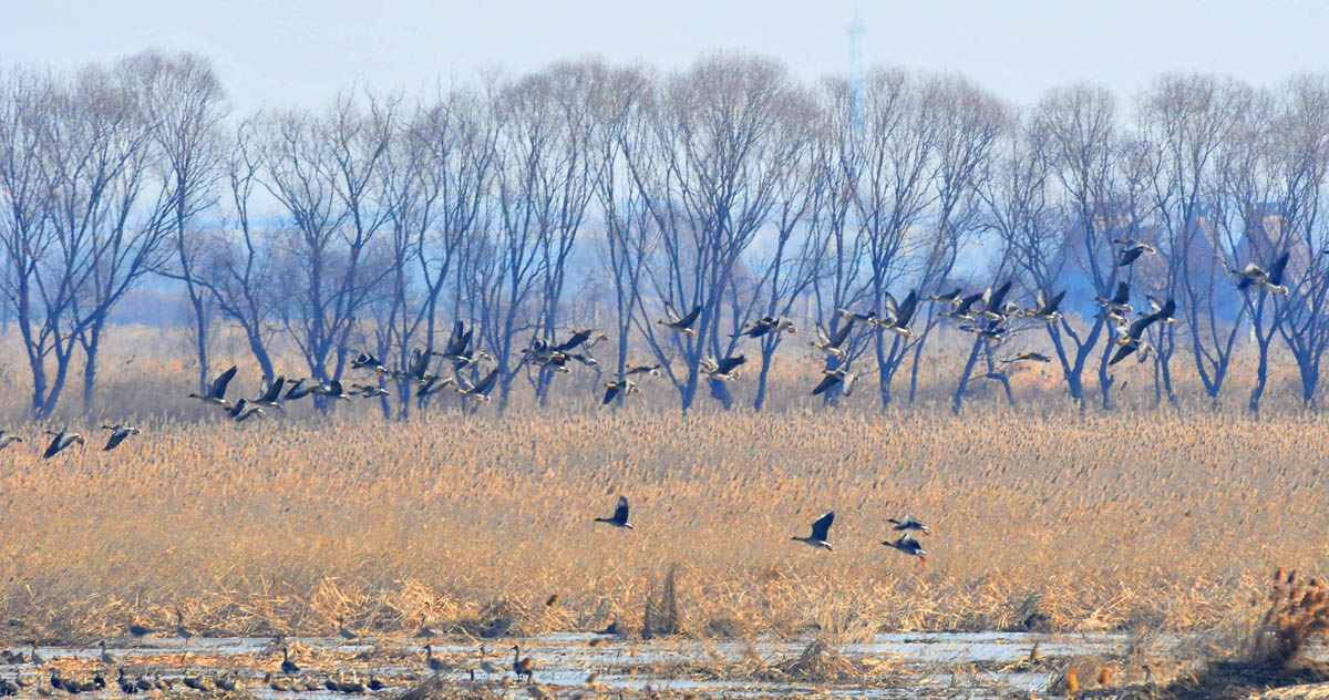 群雁飞图 - 水鸟版 Waterbirds 鸟网