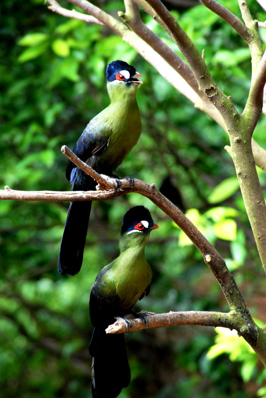 鸟类识别 bird identification