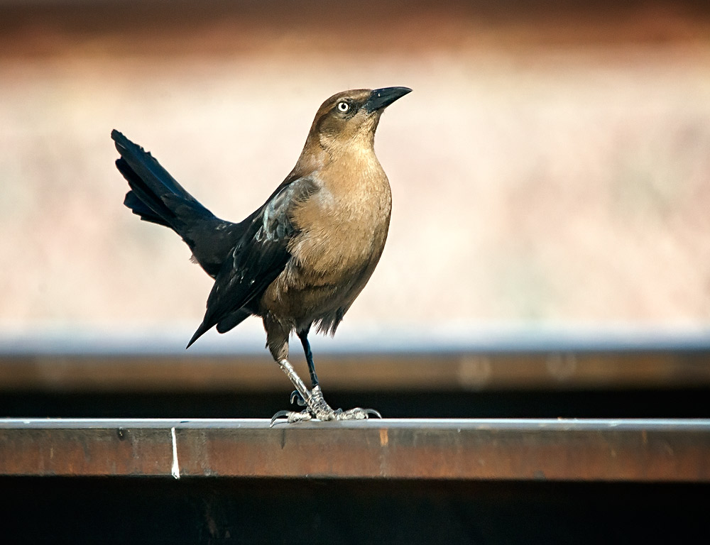 大尾拟八哥 great-tailed grackle