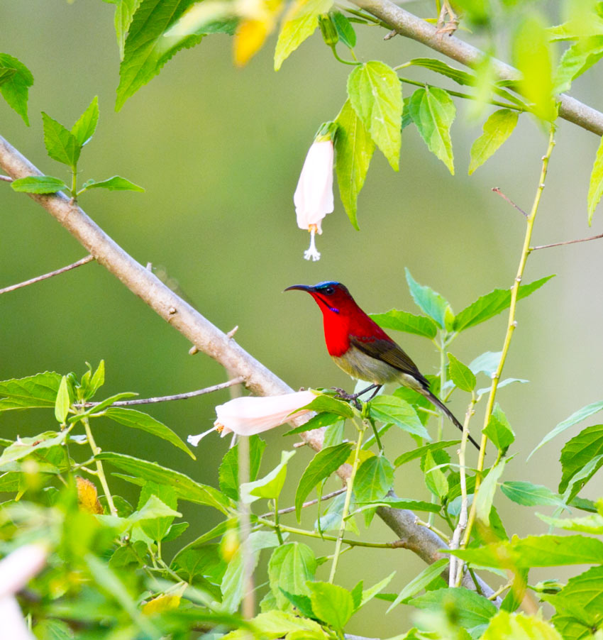 西双版纳热带植物园观鸟 观鸟拍鸟之旅 bird trip reports 鸟网