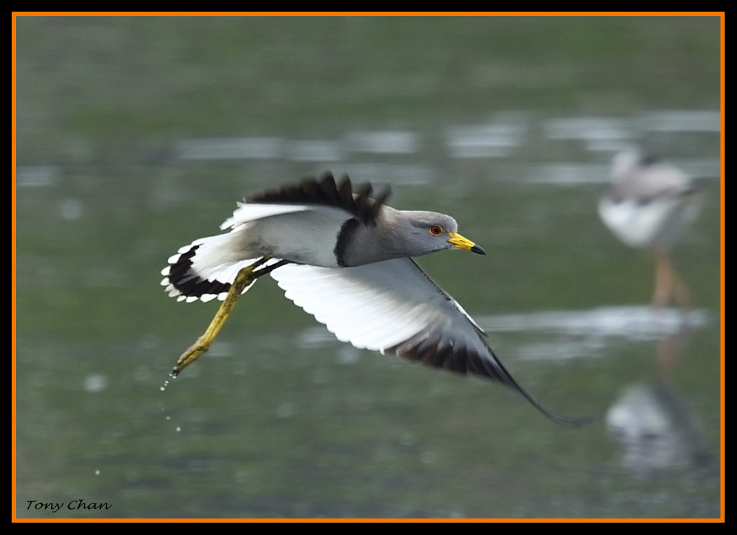 ~灰头麦鸡 & 白喉斑秧鸡~ - 广东版 Guangdon
