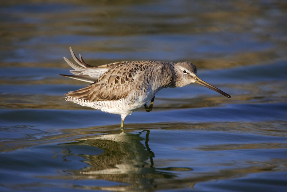 stilt,playgoer 高跷鹬stiltsandpiper