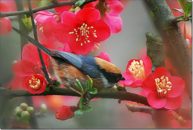 湿润的花蕊