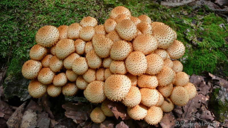 牡丹江森林中可食用的野生蘑菇部分