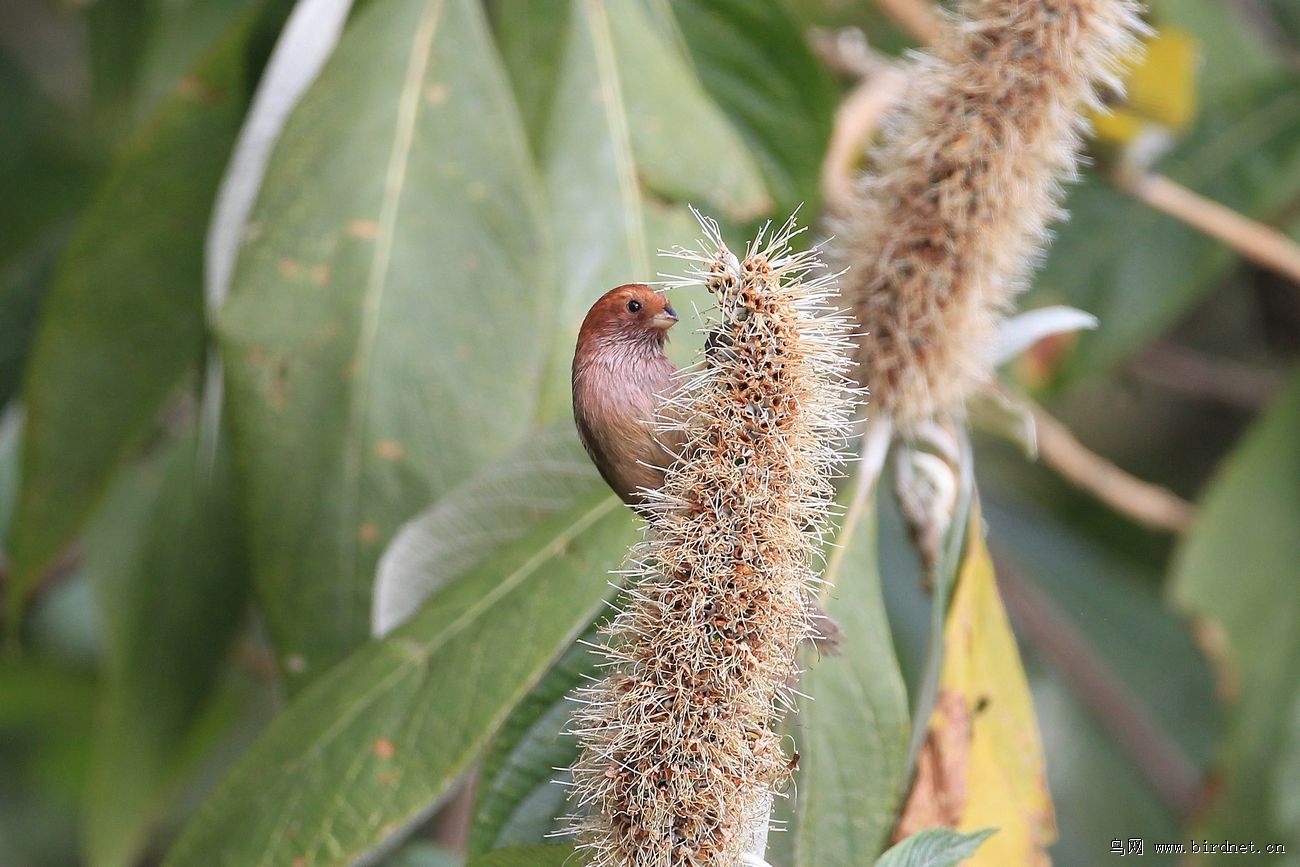 绿配棕好看吗 98155970316513.jpg