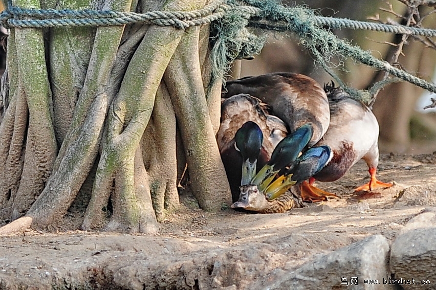故事片《动物世界搞笑三级片》两岸三地影院同