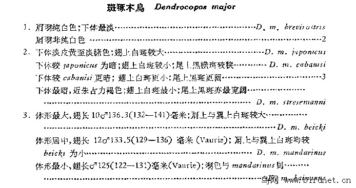 啄木鸟的简谱(2)