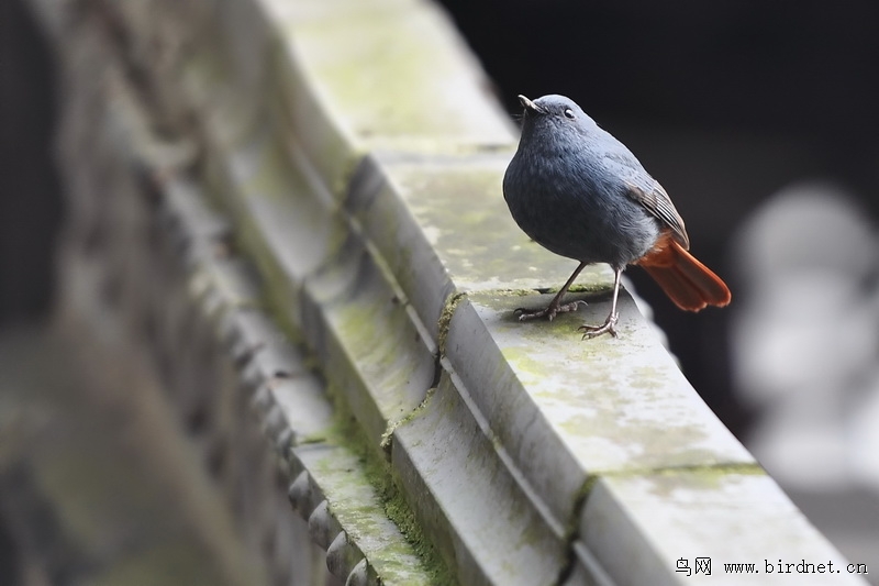 踏破铁鞋无觅处得来全不费工夫图片 72032393714517.jpg
