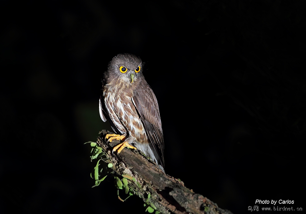 褐鹰鸮 - 台湾版 Taiwan 鸟网