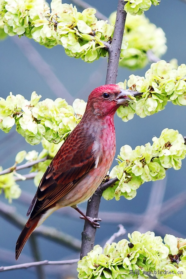 普通朱雀 common rosefinch