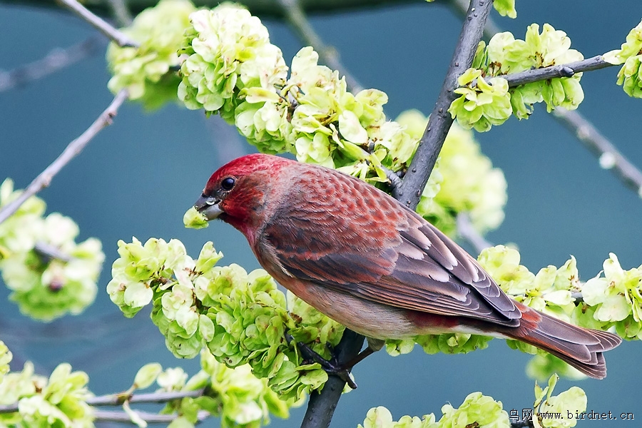 普通朱雀 common rosefinch