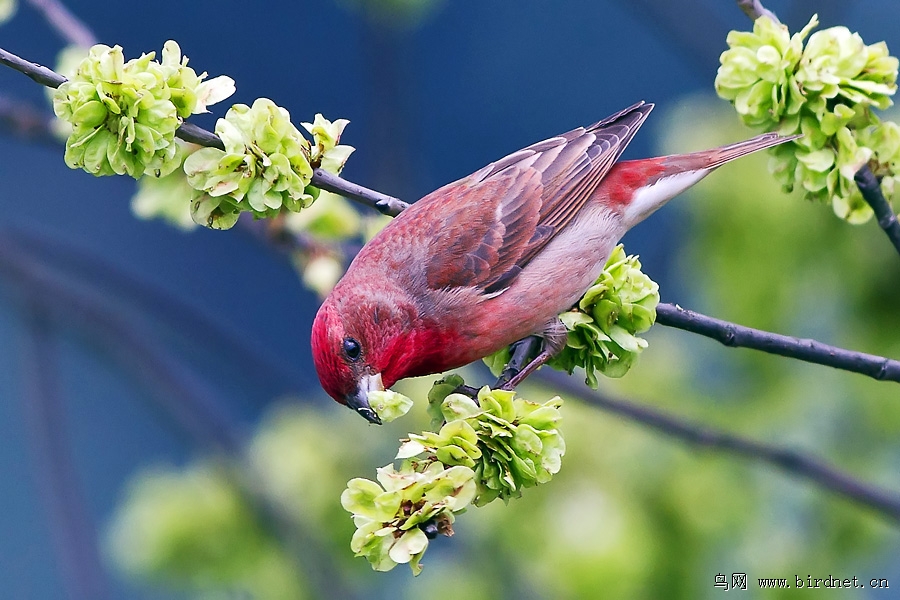 普通朱雀 common rosefinch - 贵州版 guizhou 鸟网
