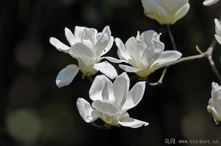 上海市花白玉兰