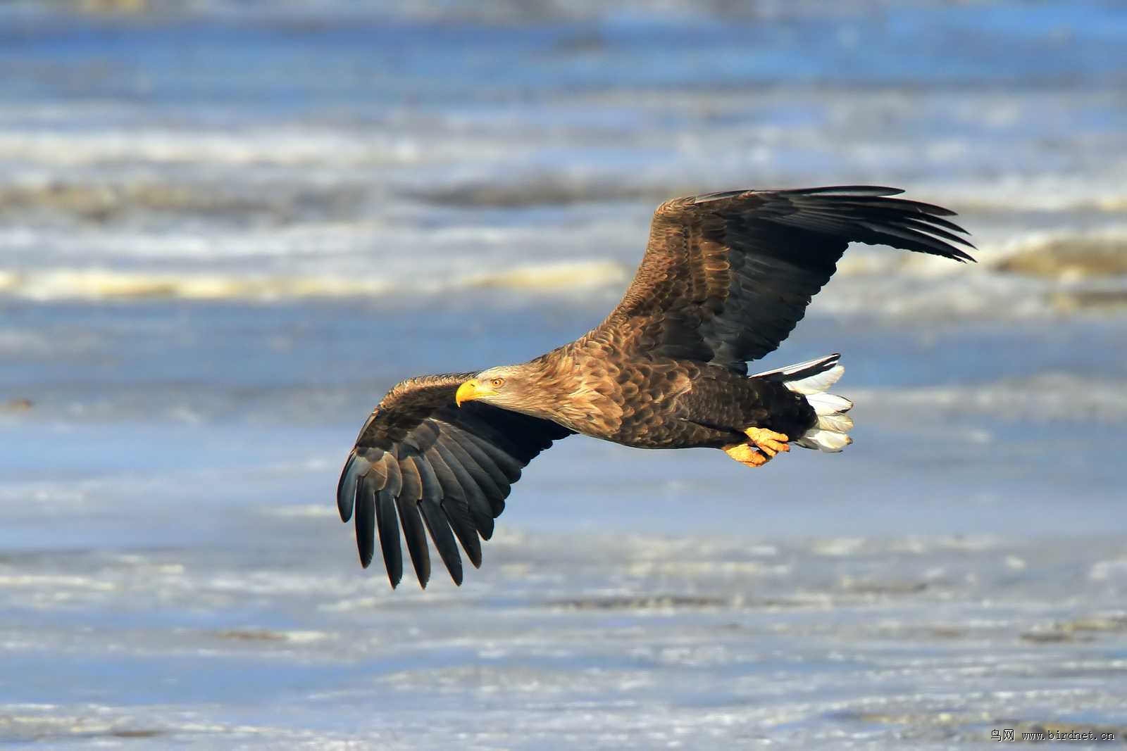 辽宁版2012年第一季度荣获鸟网首页精华图片