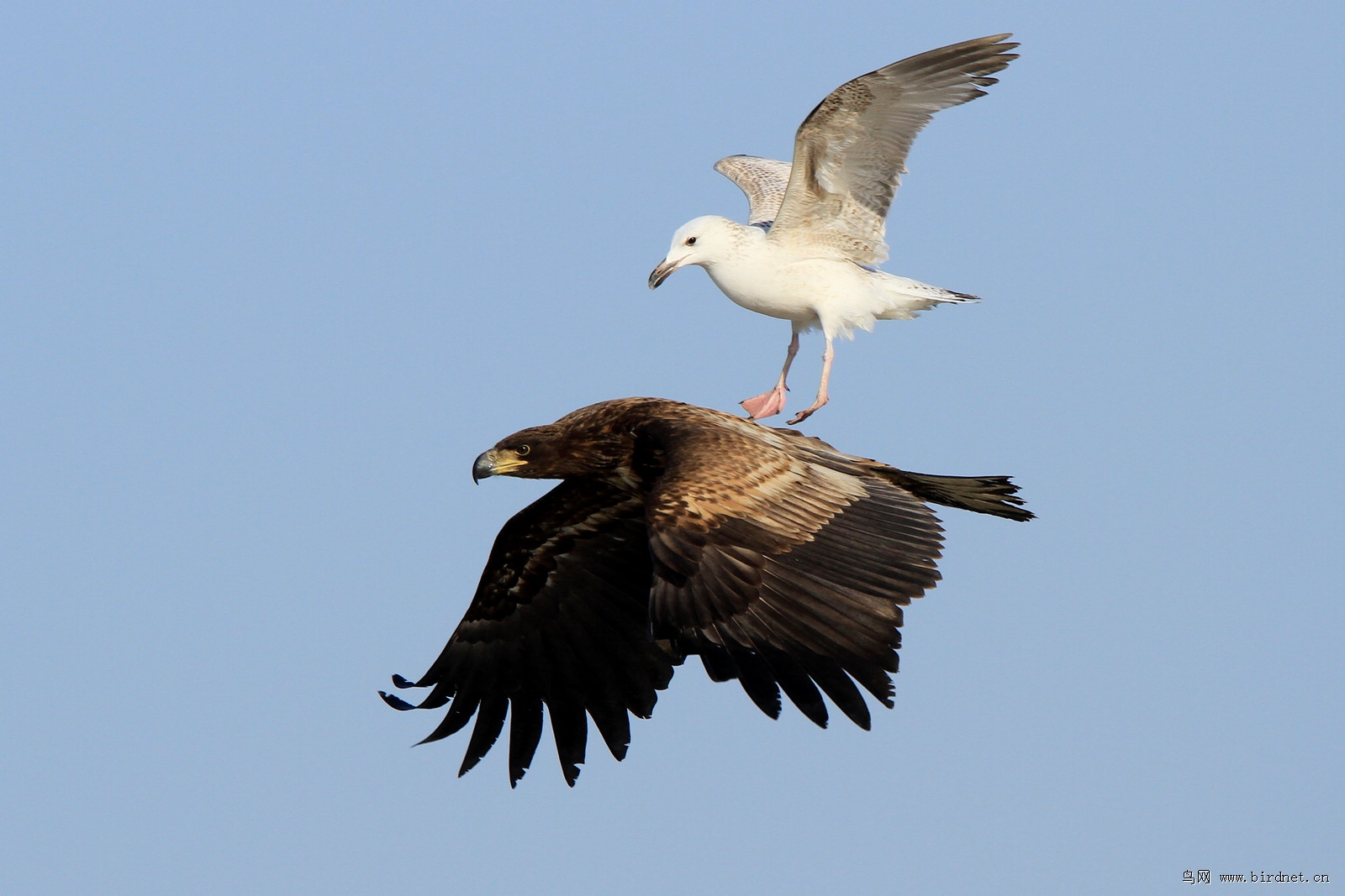 辽宁版2012年第一季度荣获鸟网首页精华图片